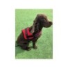 Harnais Pour Chien - Reglable - Rouge - L 